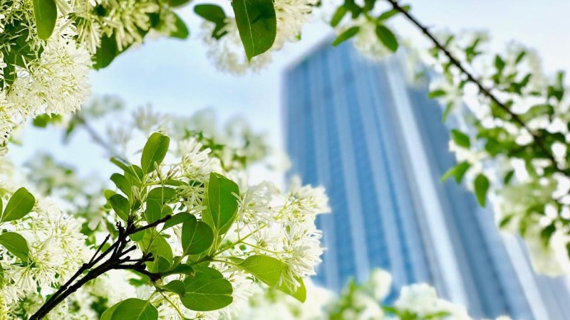 Baumblüte vor Wolkenkratzer